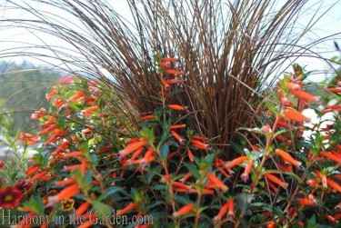 Carex 'Toffee Twist' and Cuphea 'Vermmillionaire'