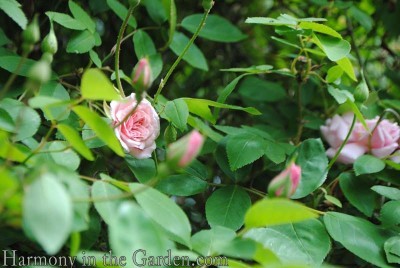 'Cecil Brunner' rose