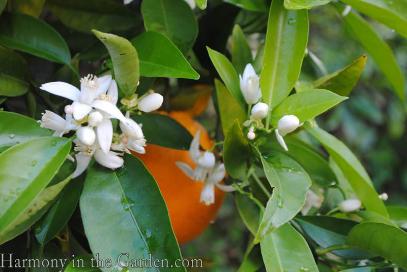 Citrus blooms