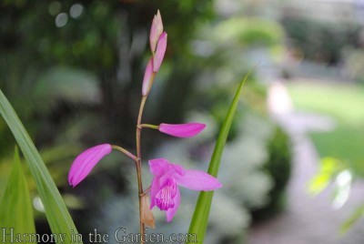 Ground orchid (Bletilla striatta)
