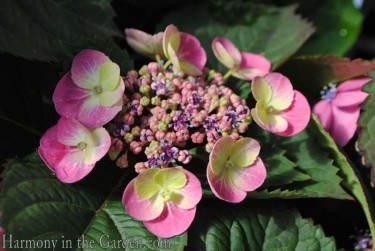 Hydrangea 'Tuff Stuff'