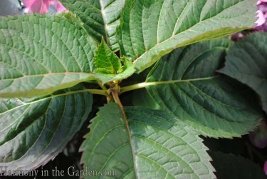 Hydrangea 'Tuff Stuff' foliage