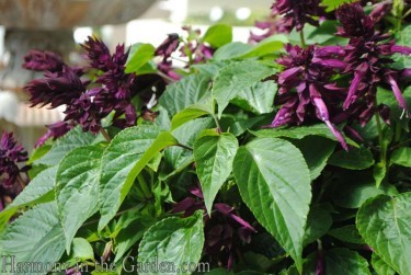 Salvia splendens 'ablazin purple'
