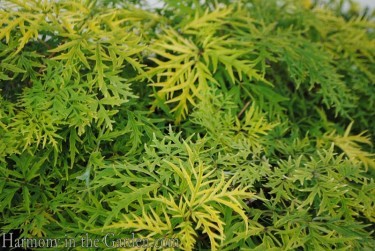 Sambucus 'Lemon Lace'