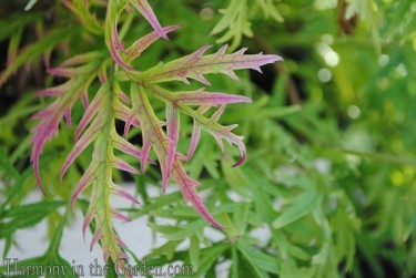 Sambucus red tones 'Lemon Lace'