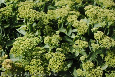 Sedum 'Lemonjade'