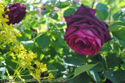 'The Prince' rose