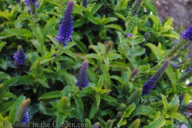 Veronica 'Enchanted Indigo'