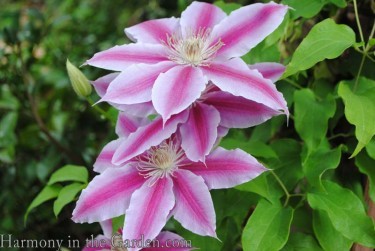clematis 'Nelly Moser'