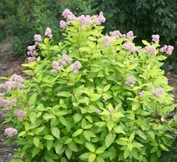 Ceanothus 'Marie Gold'