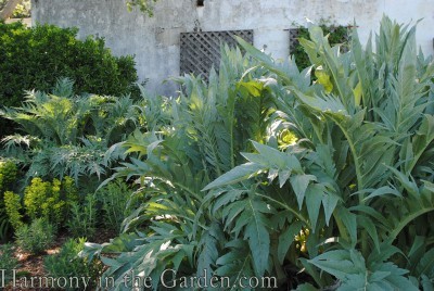 artichokes