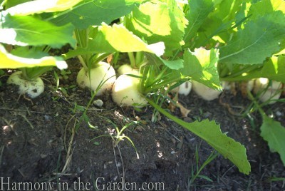 white radihes