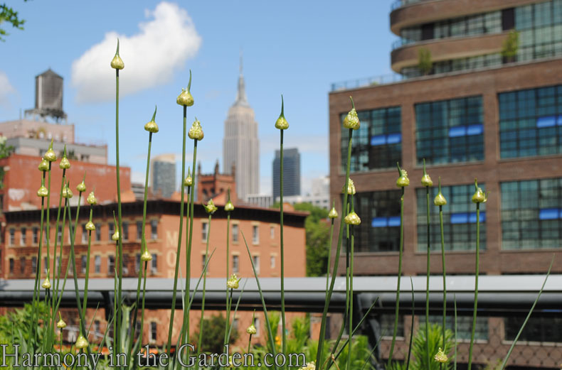 High Line Garden