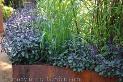 'black magic' basil