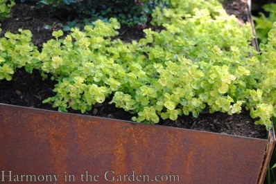 golden oregano