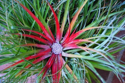 puya