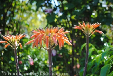 soap aloe flower