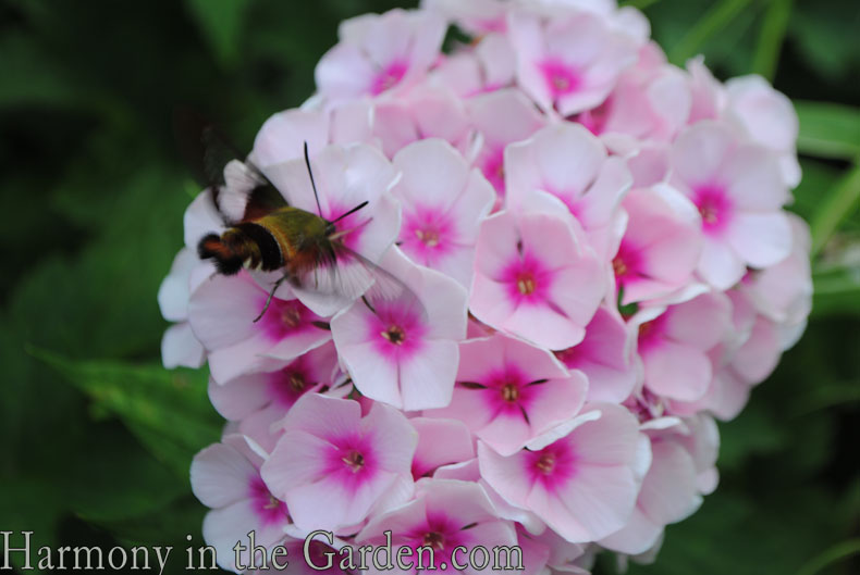 New York's Conservatory Garden