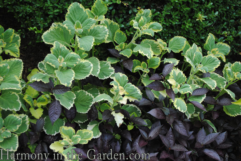 Conservatory Garden