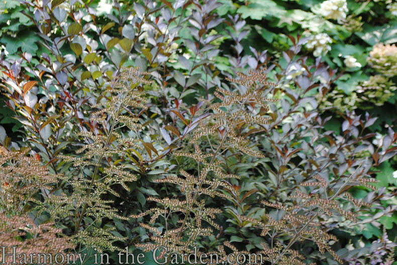 New York Conservatory Garden