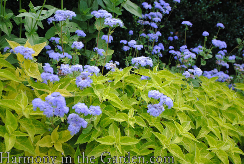 Conservatory Garden