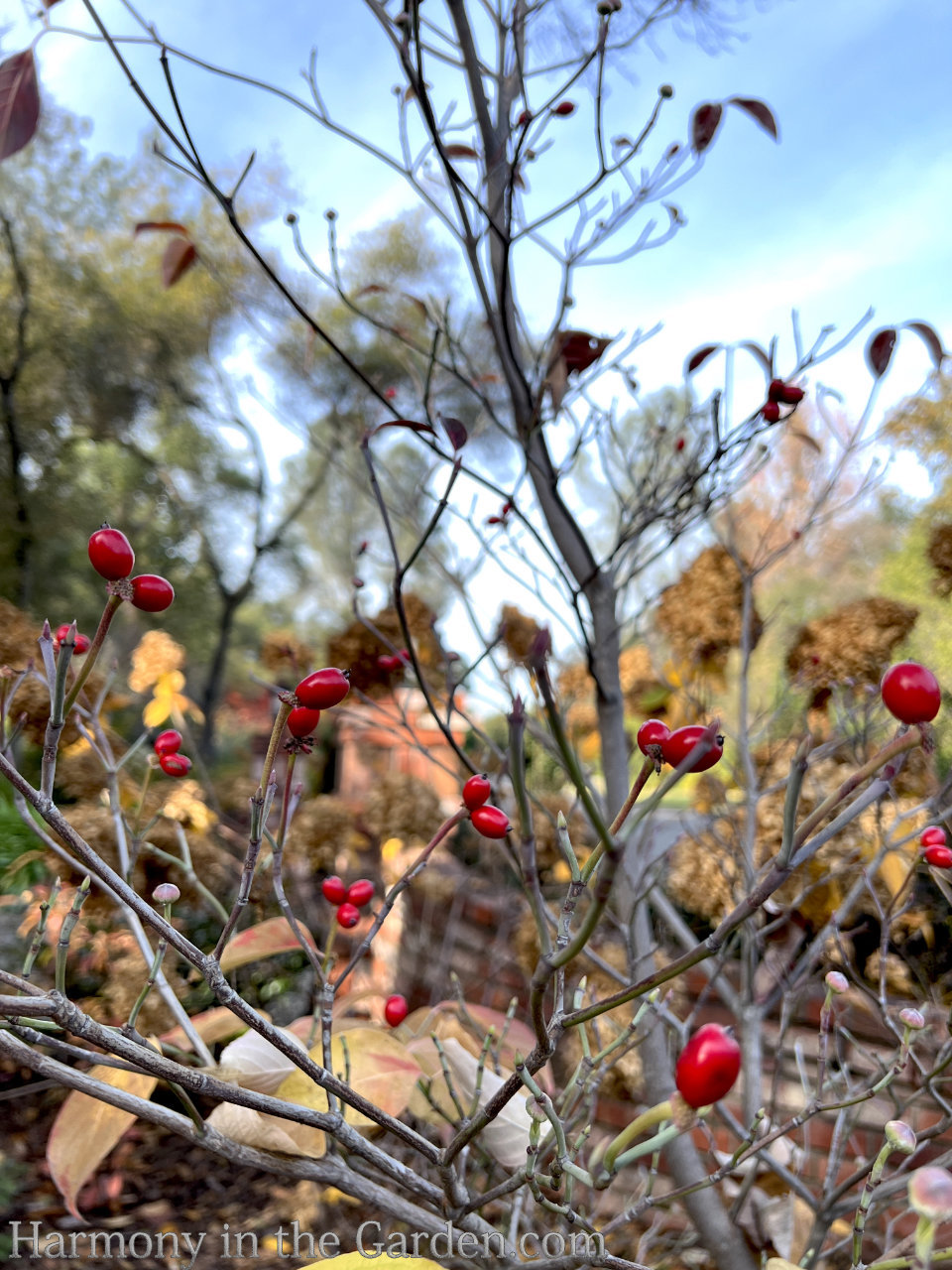 berries in winter