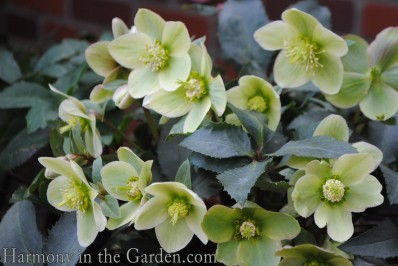 Hellebore 'Monte Cristo' 