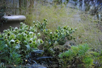 Hellebore foetida 