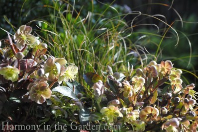 Hellebore lividus 