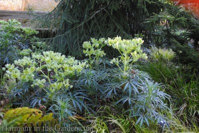 Helleborus foetida 