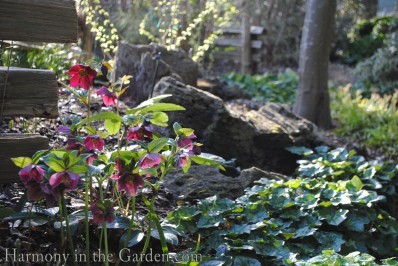 Helleborus orientalis