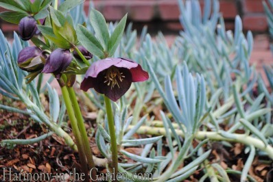 Helleborus orientalis 'Red Lady'