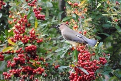 Pyracantha and waxwing
