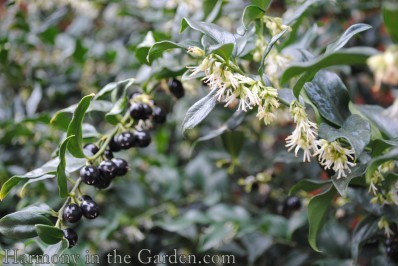 Sarcococca rustifolia - scented garden