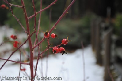 Wild currant berries
