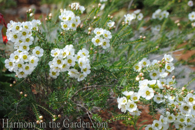 Chamelaucium 'Matilda'