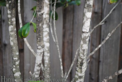 Osmanthus fragrans bark