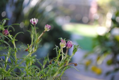 Zaluzianskya capensis 'Midnight Candy' - buds copy