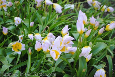 Species tulip 'Lilac Wonder' copy