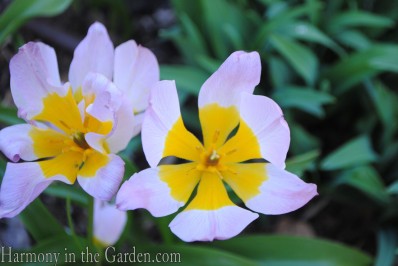 Species tulip 'Lilac Wonder' copy