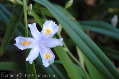 iris confusa bamboo lily copy