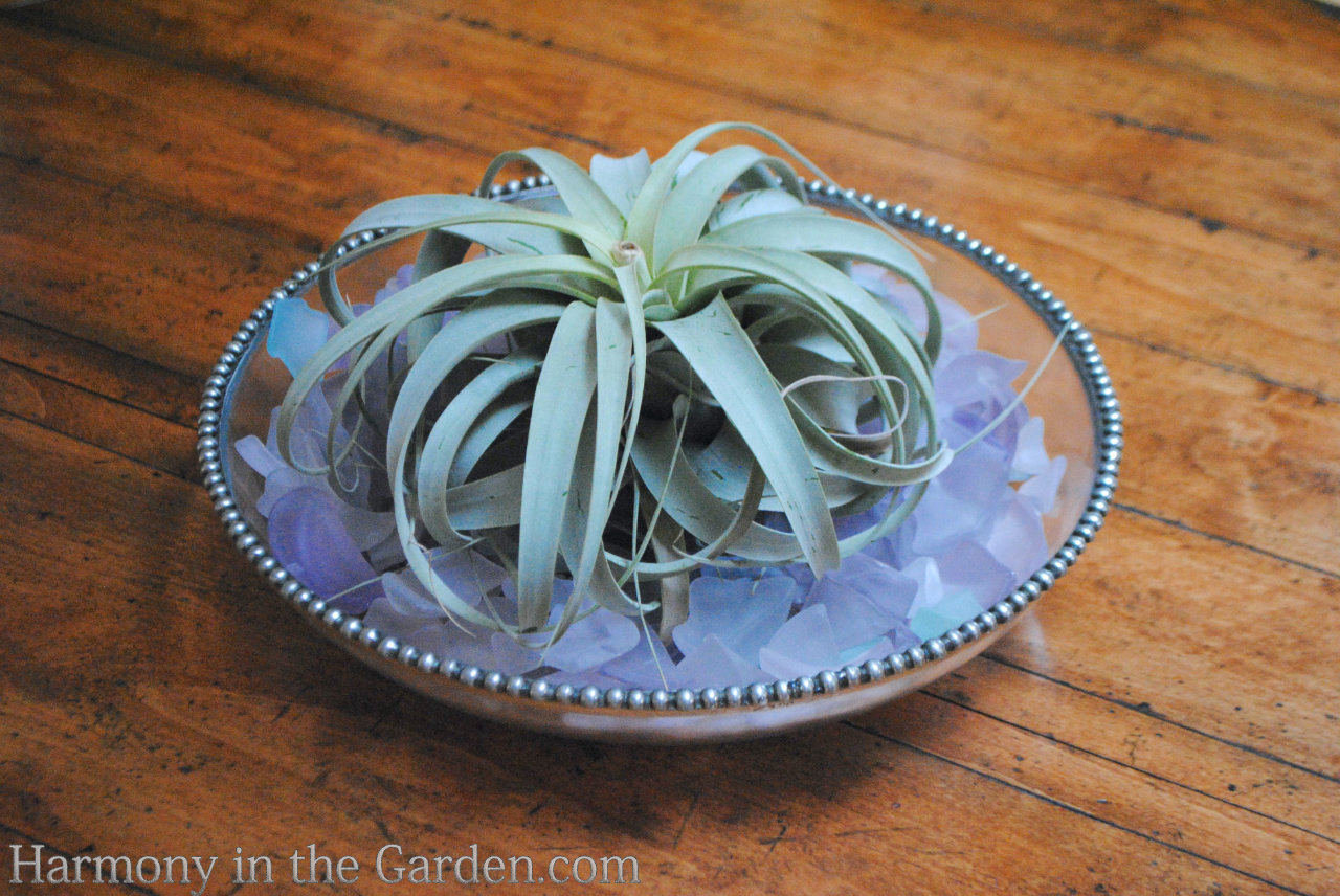 tillandsias air plants