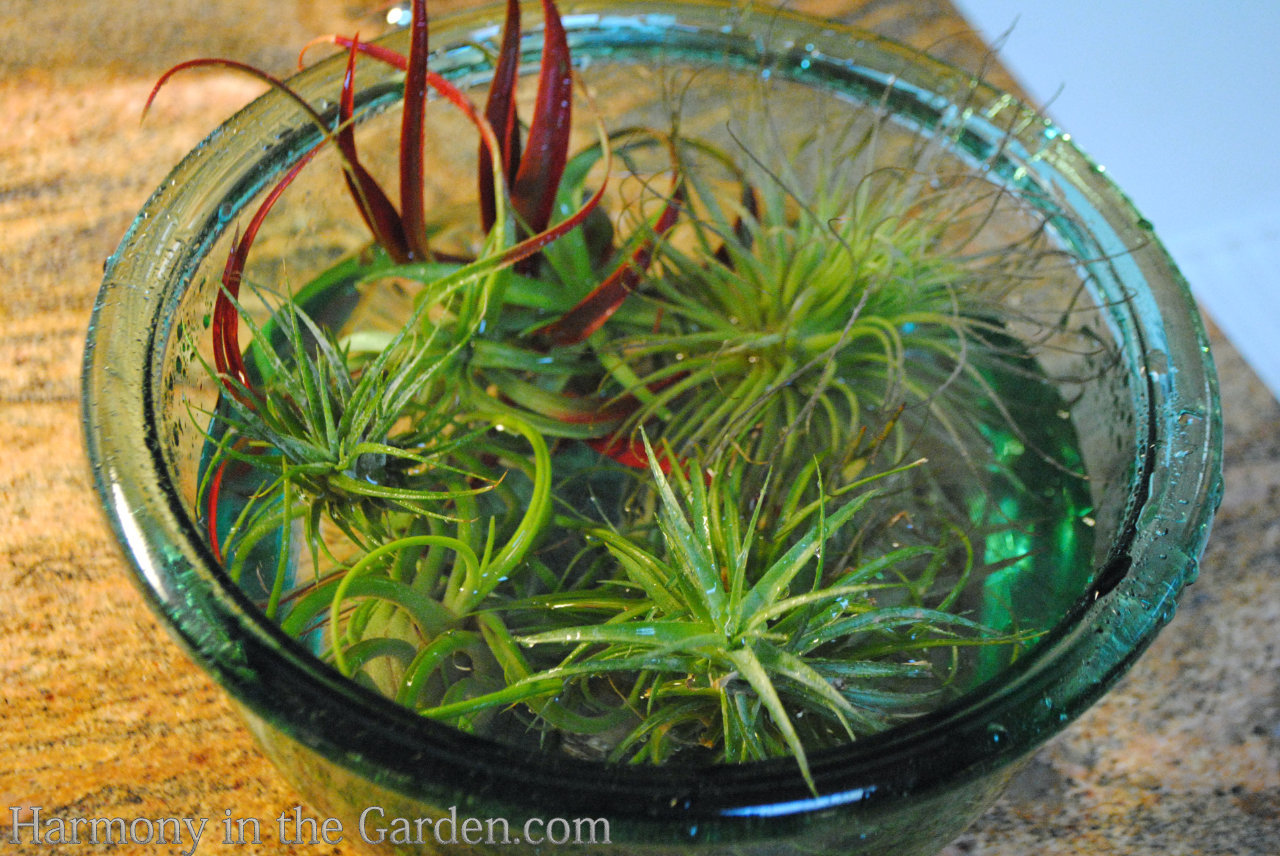 tillandsias air plants