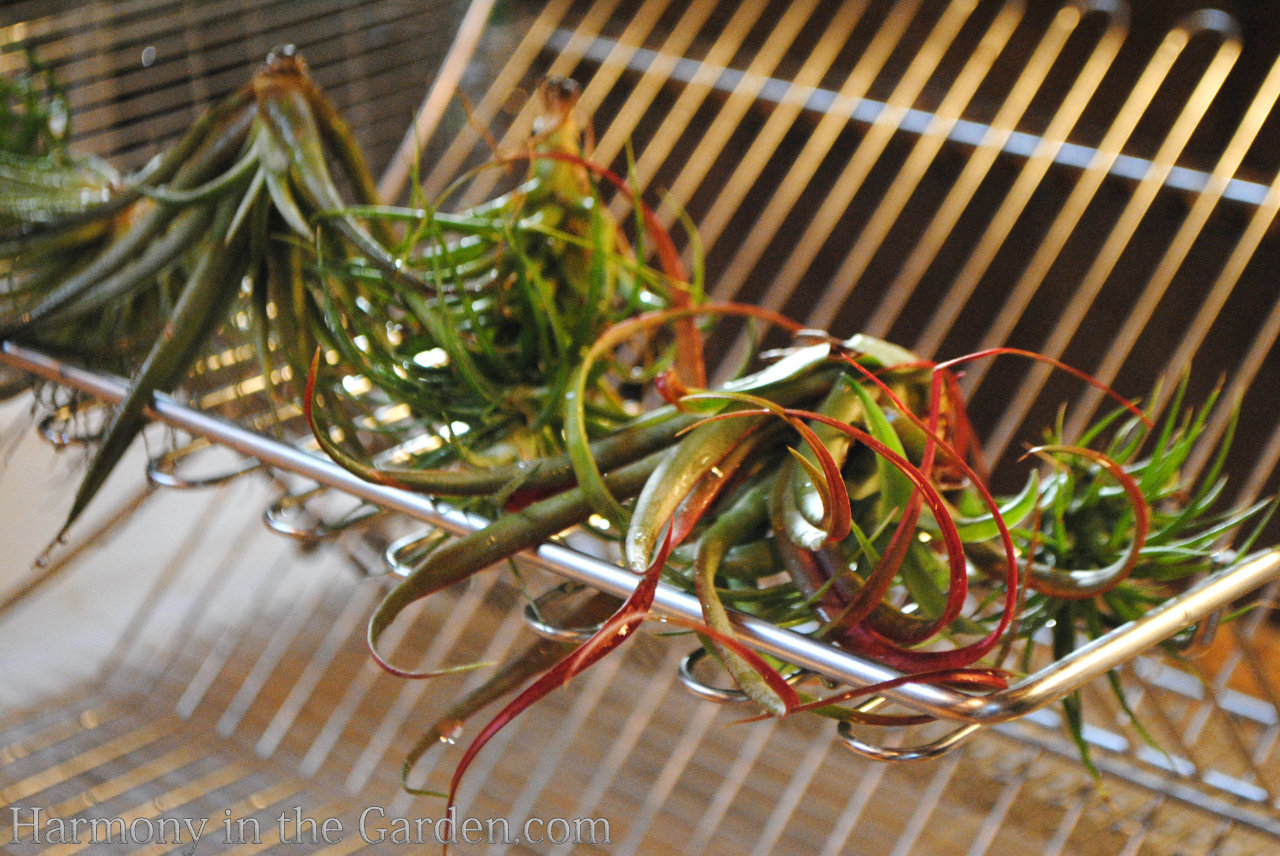 tillandsias air plants