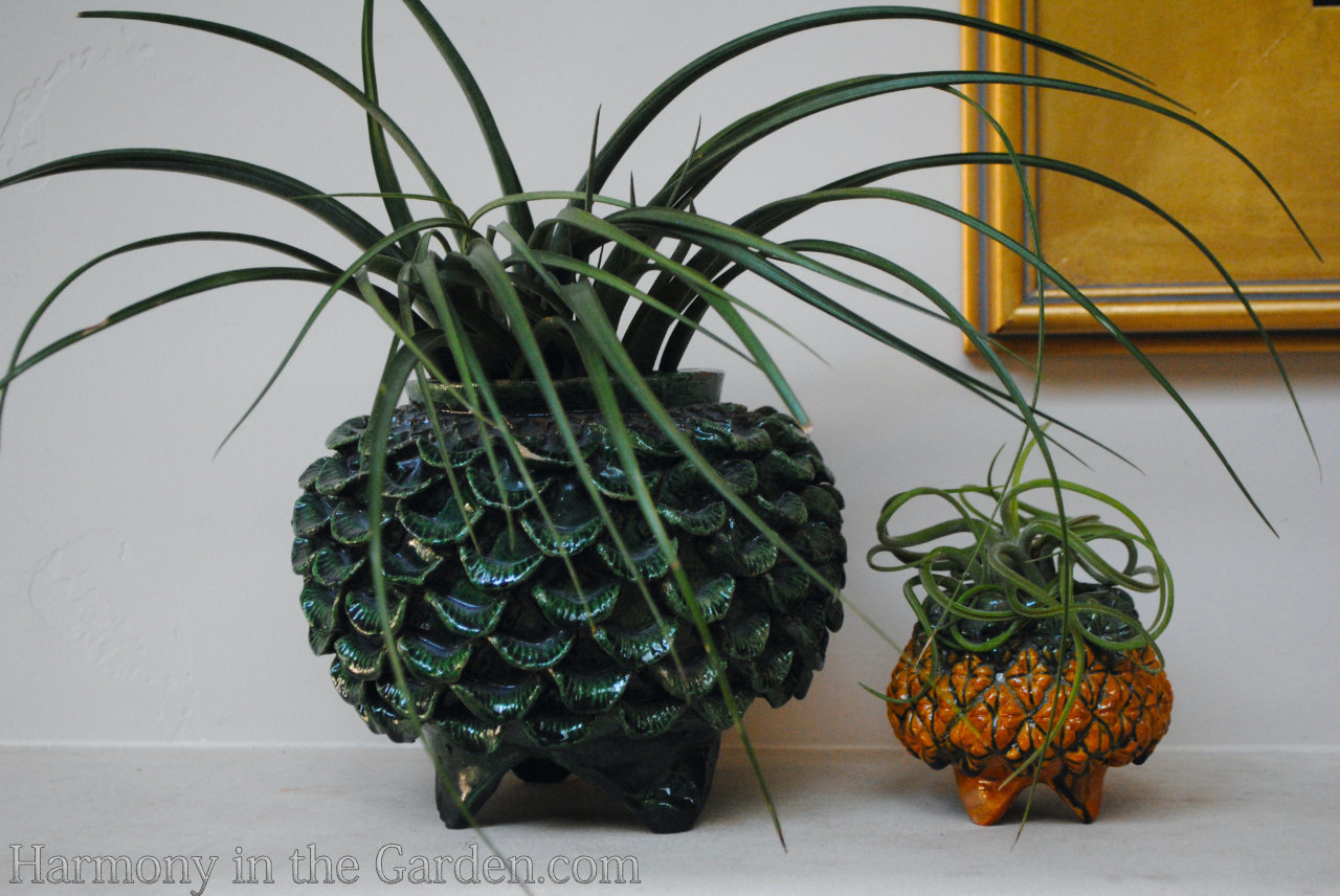 tillandsias air plants