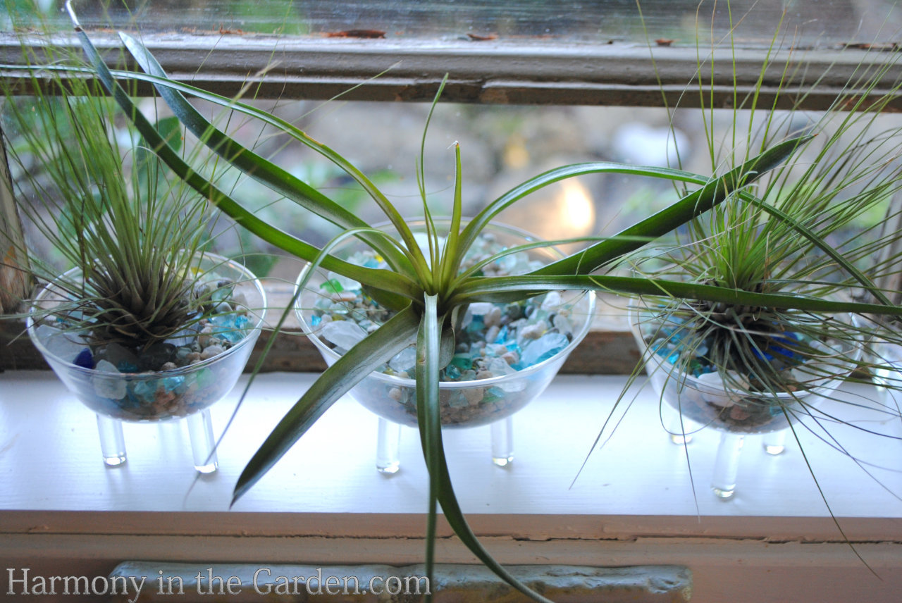 air plants