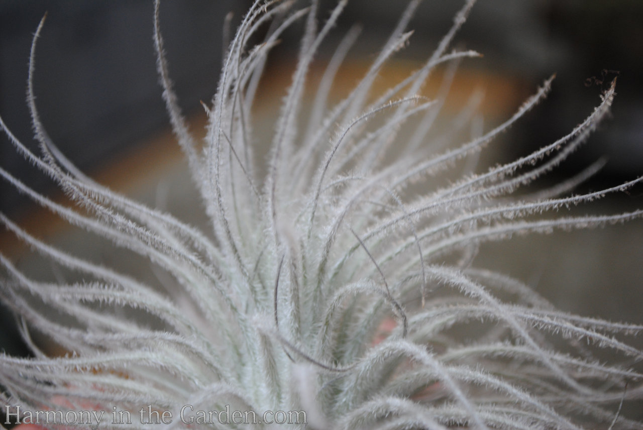 tillandsia air plants