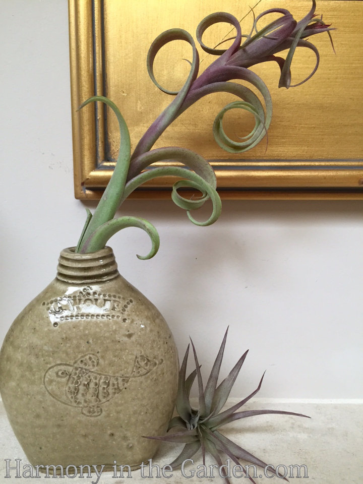 tillandsia air plants