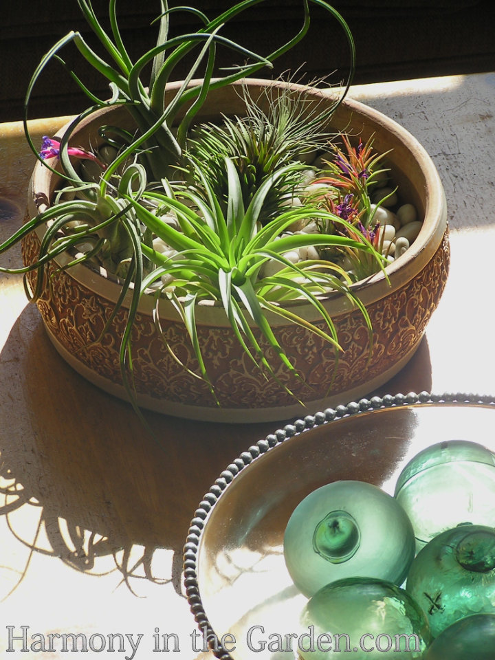 tillandsia air plants