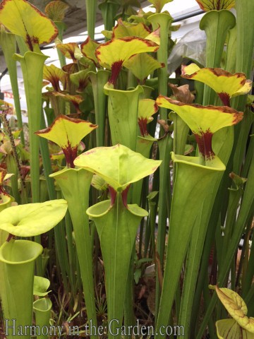 Hooded Pitcher Plant